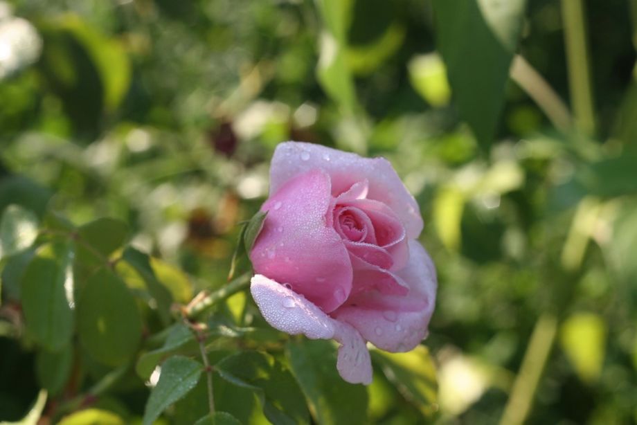 Une rose du jardin