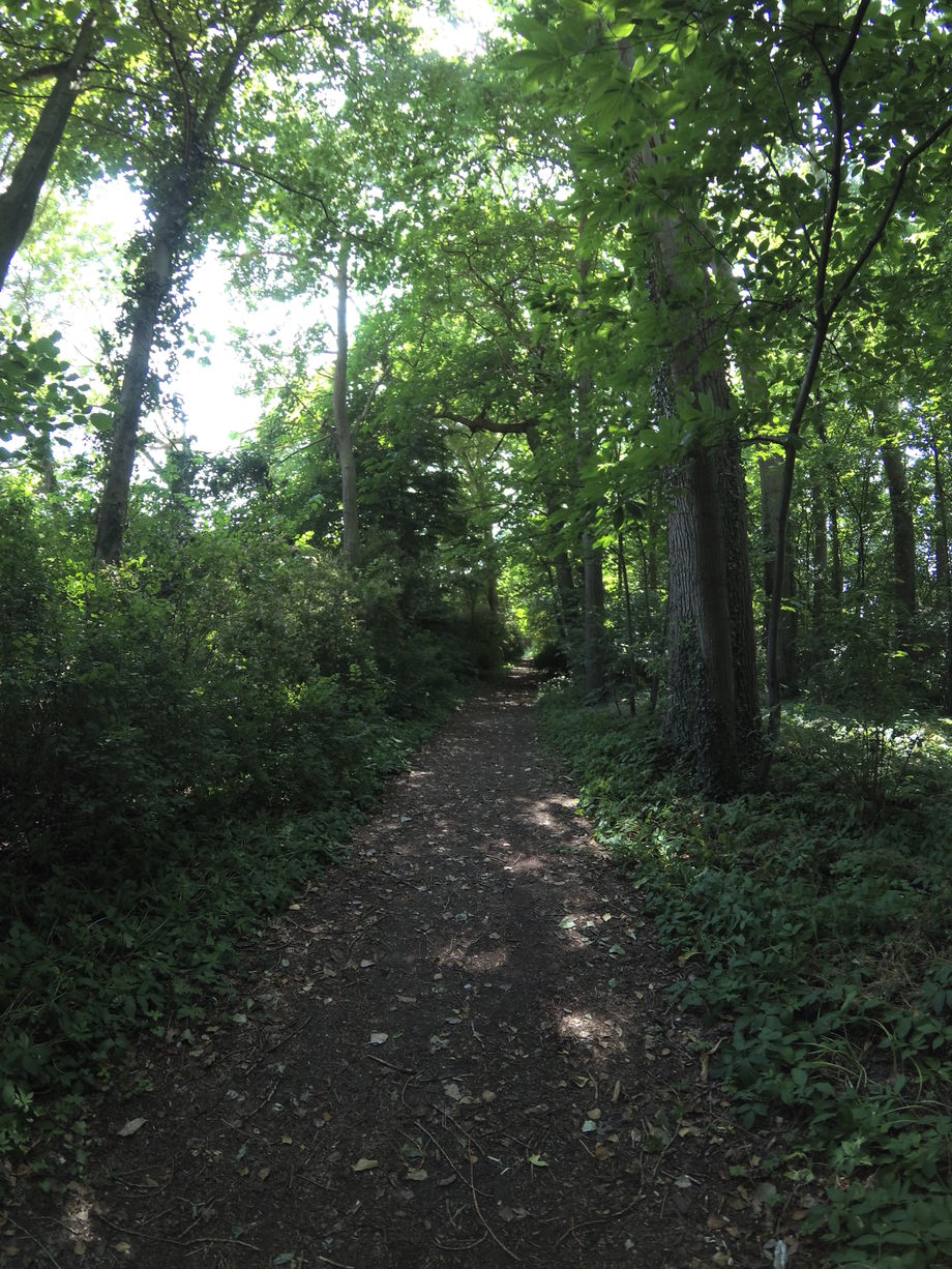 Forêt 2